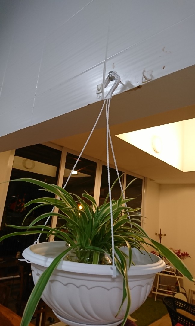 Spider plants in 12 inch hanging pots (new), Furniture & Home Living