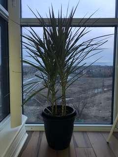 Tropical Tree (real)