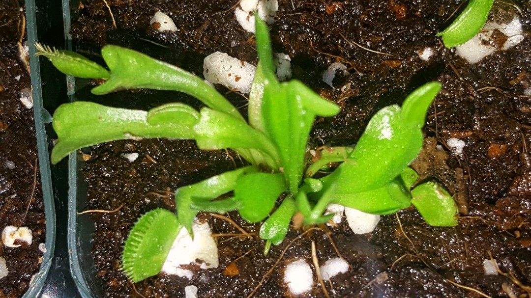 Venus Flytrap and Asorted plants