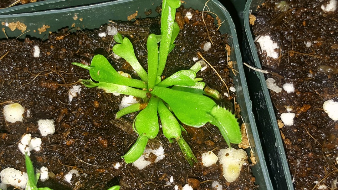 Venus Flytrap and Asorted plants