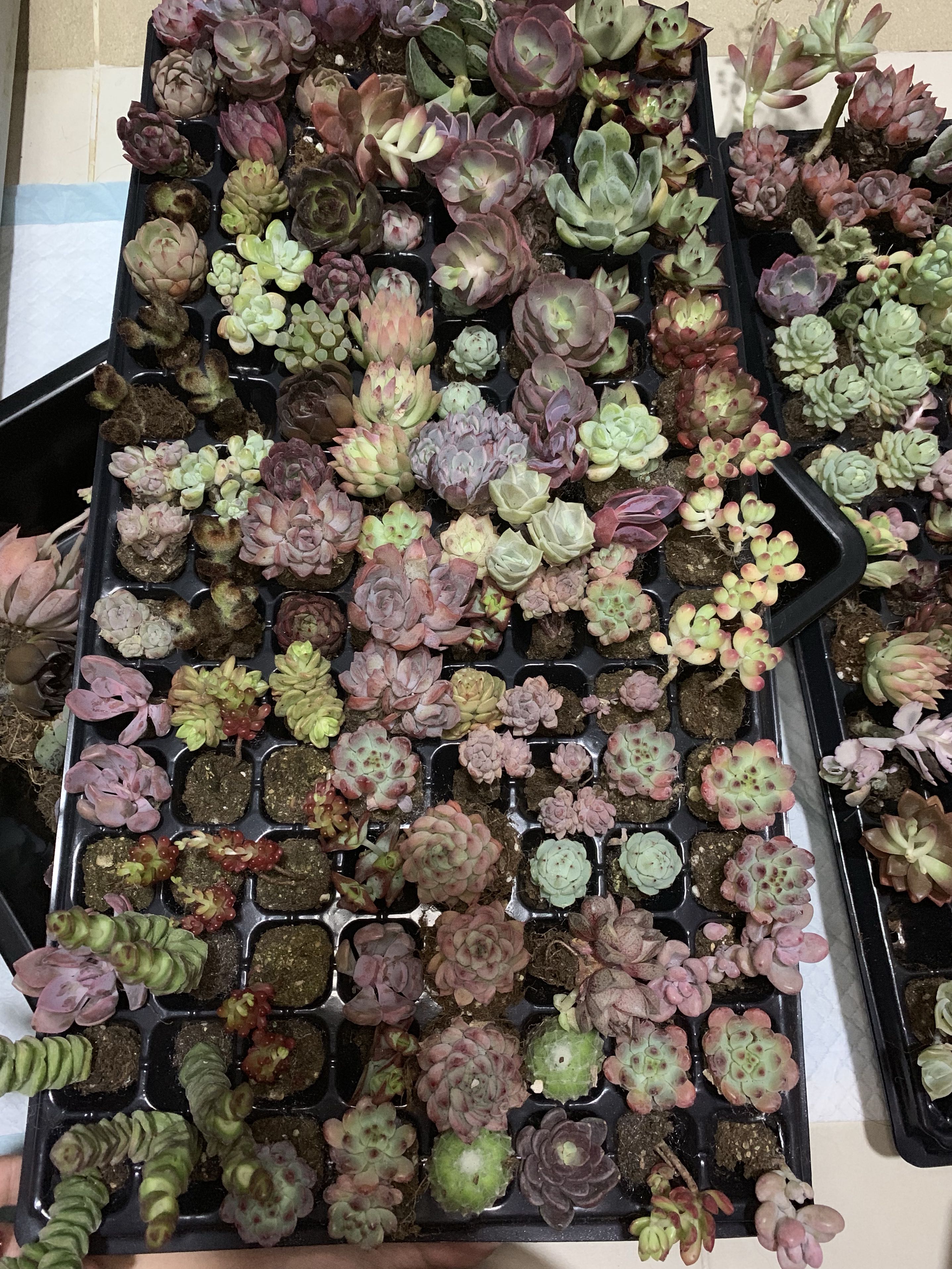 Baby Mini Succulent Garden Special Plant Garden Special Unique Rare Terrarium Gardening Plants On Carousell