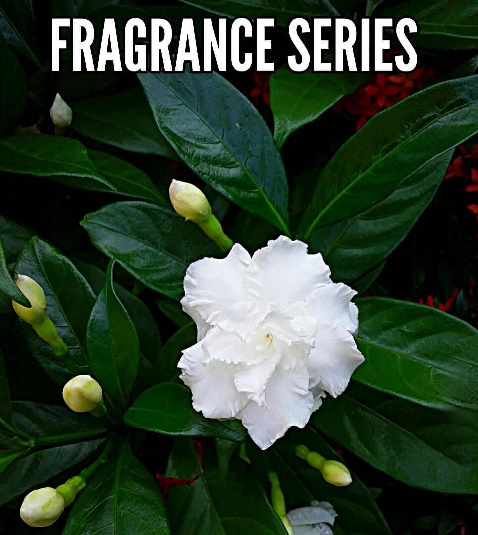 Gardenia Cape Jasmine Fragrance Series Gardening Plants On Carousell