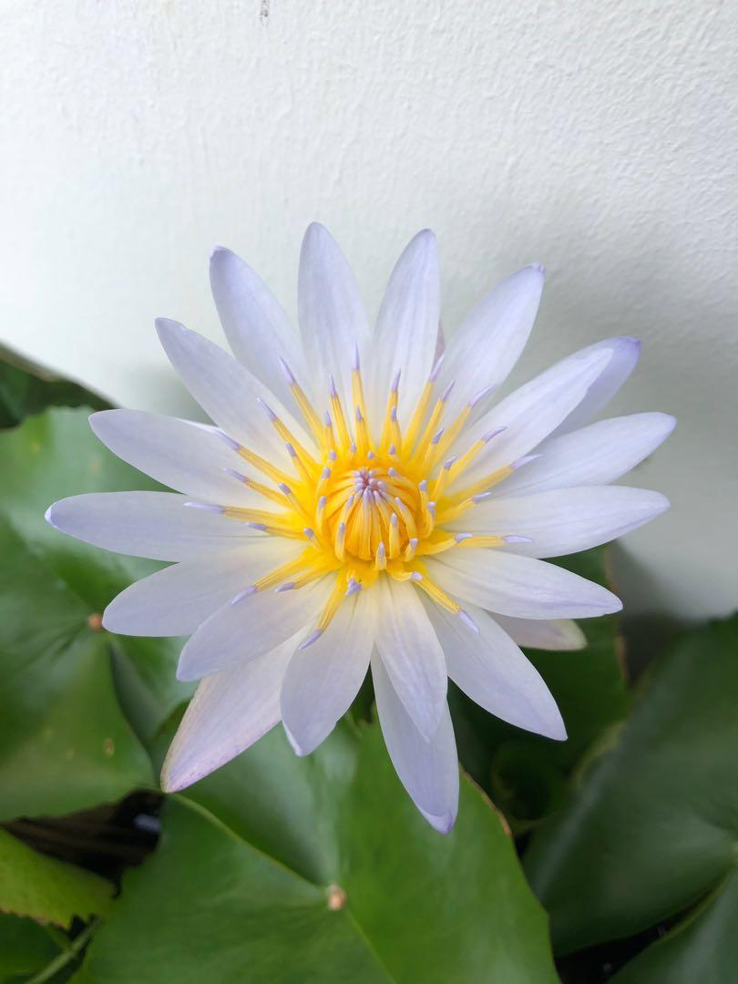 Nymphaea blue bird with light blue color, Furniture & Home Living