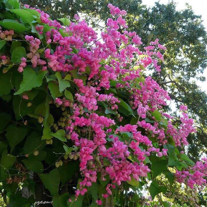 Pokok Air Mata Pengantin Pink On Carousell