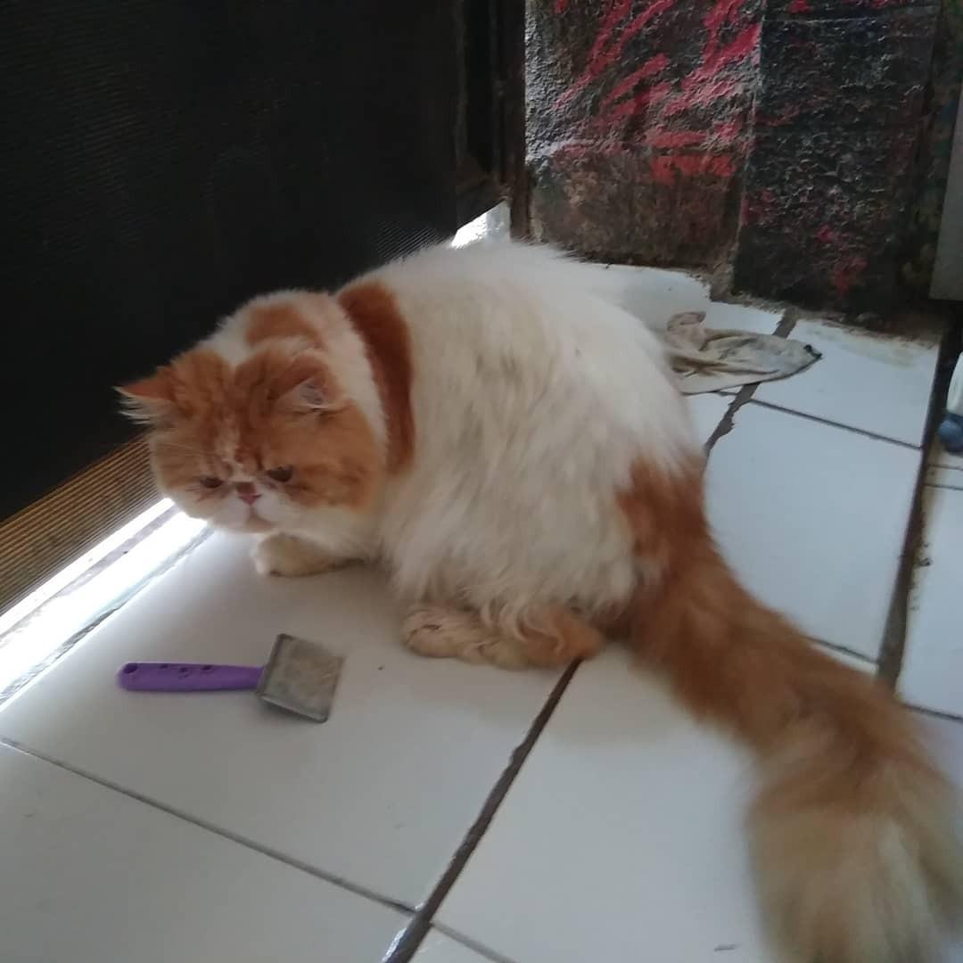 Sepasang Kucing Persia Peaknose Exotic Pet Supplies Accessories