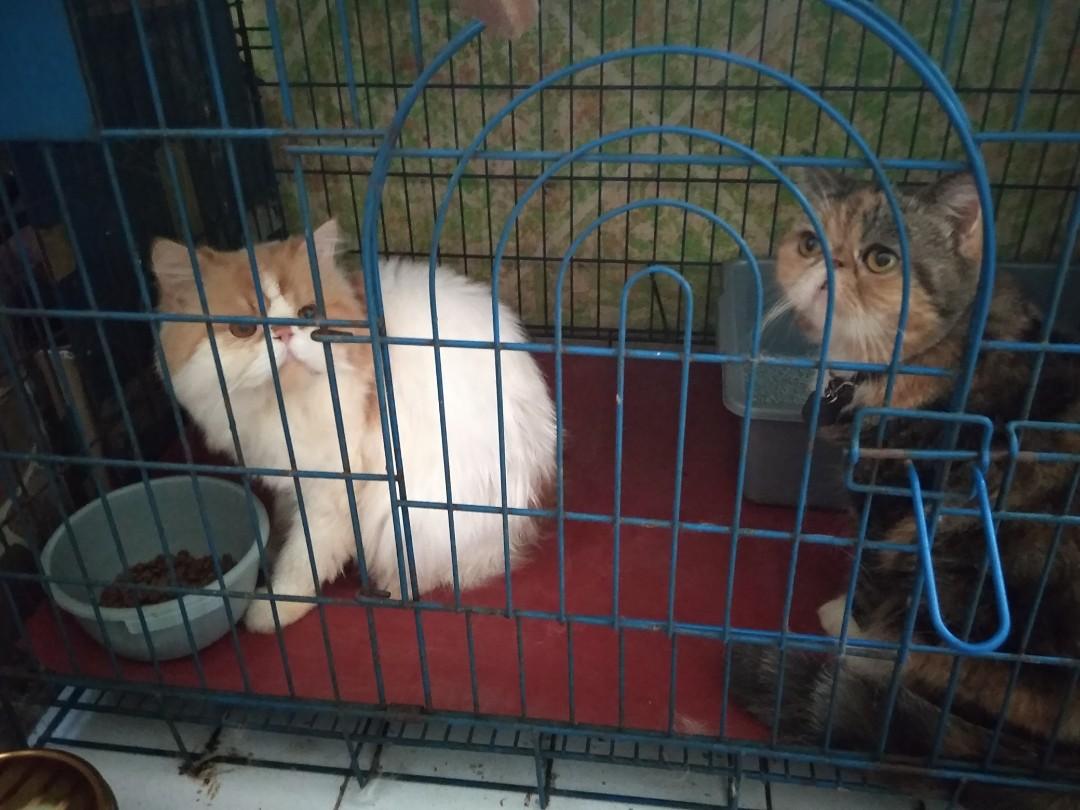 Sepasang Kucing Persia Peaknose Exotic Pet Supplies Accessories