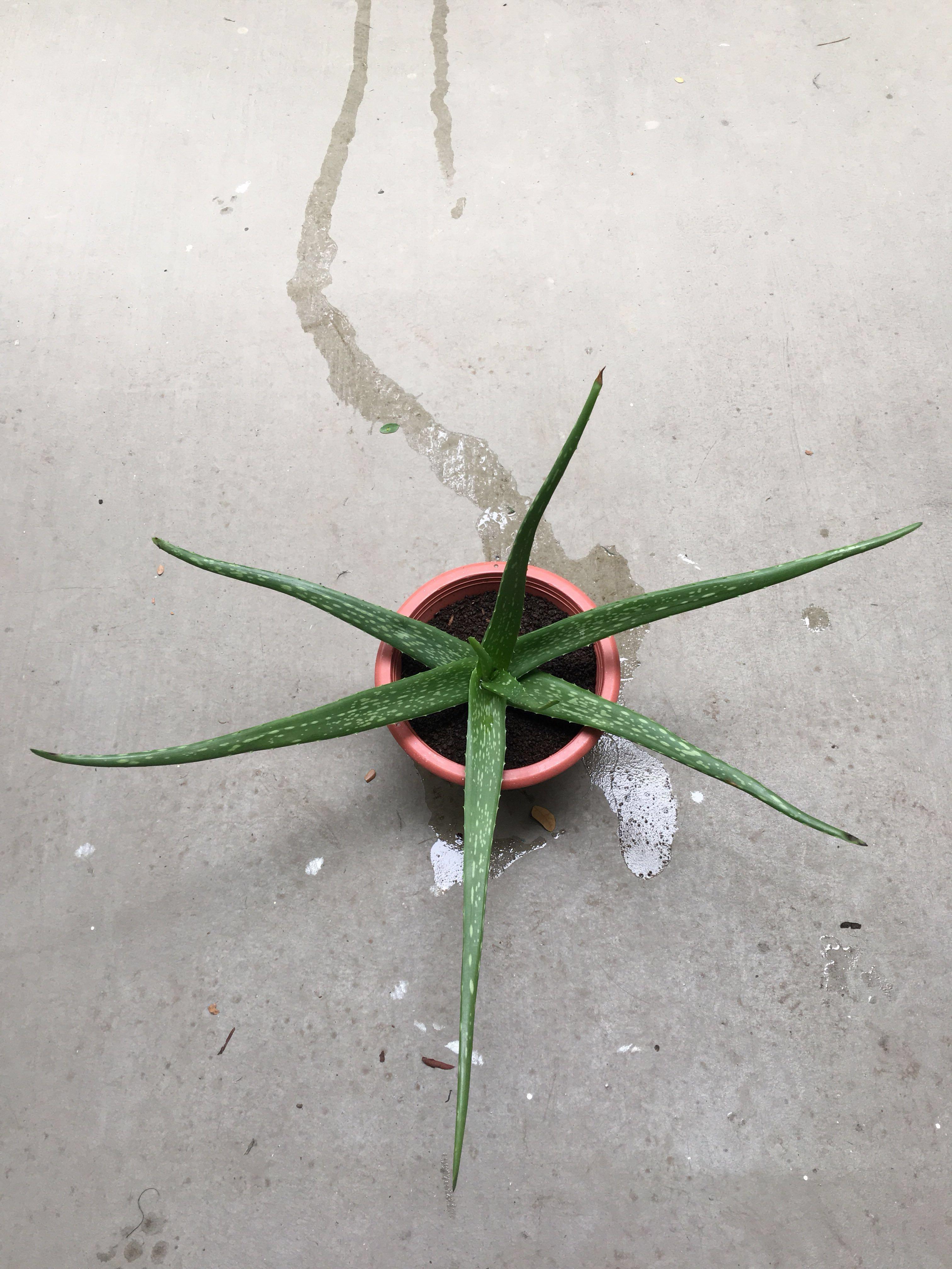 Barbadensis Miller Aloe Vera Plant Gardening Plants On Carousell