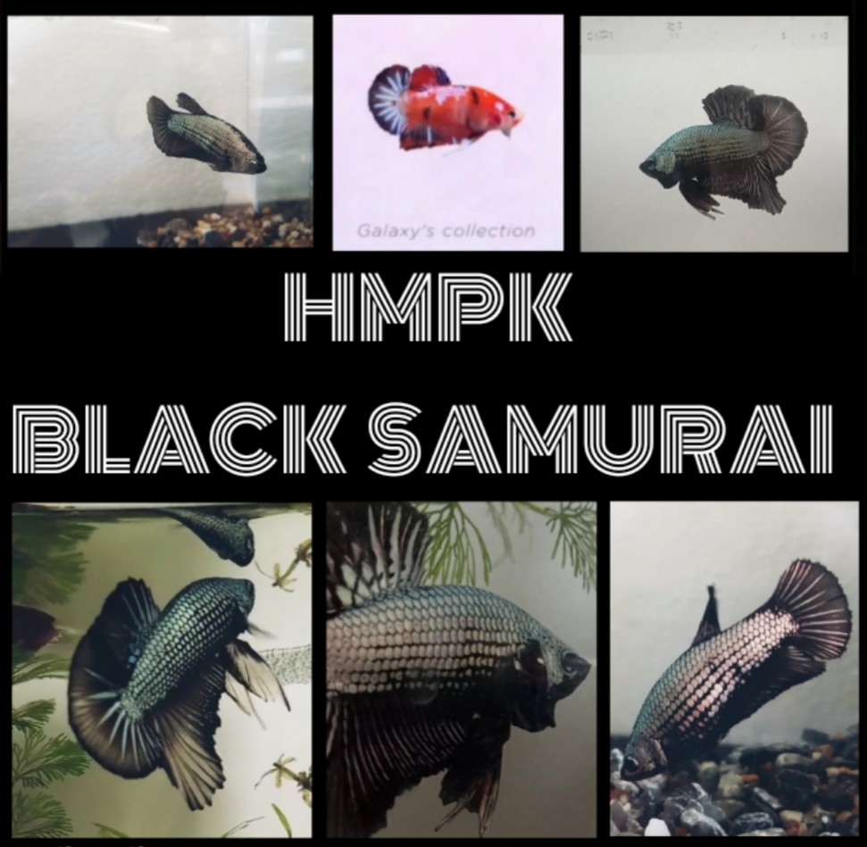 Ikan Laga Betta Fish Hmpk Black Samurai Everything Else Others On Carousell