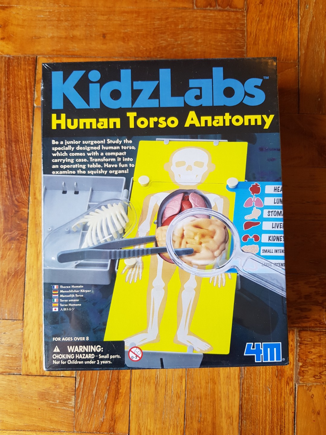 Kidz labs human torso anatomy hotsell