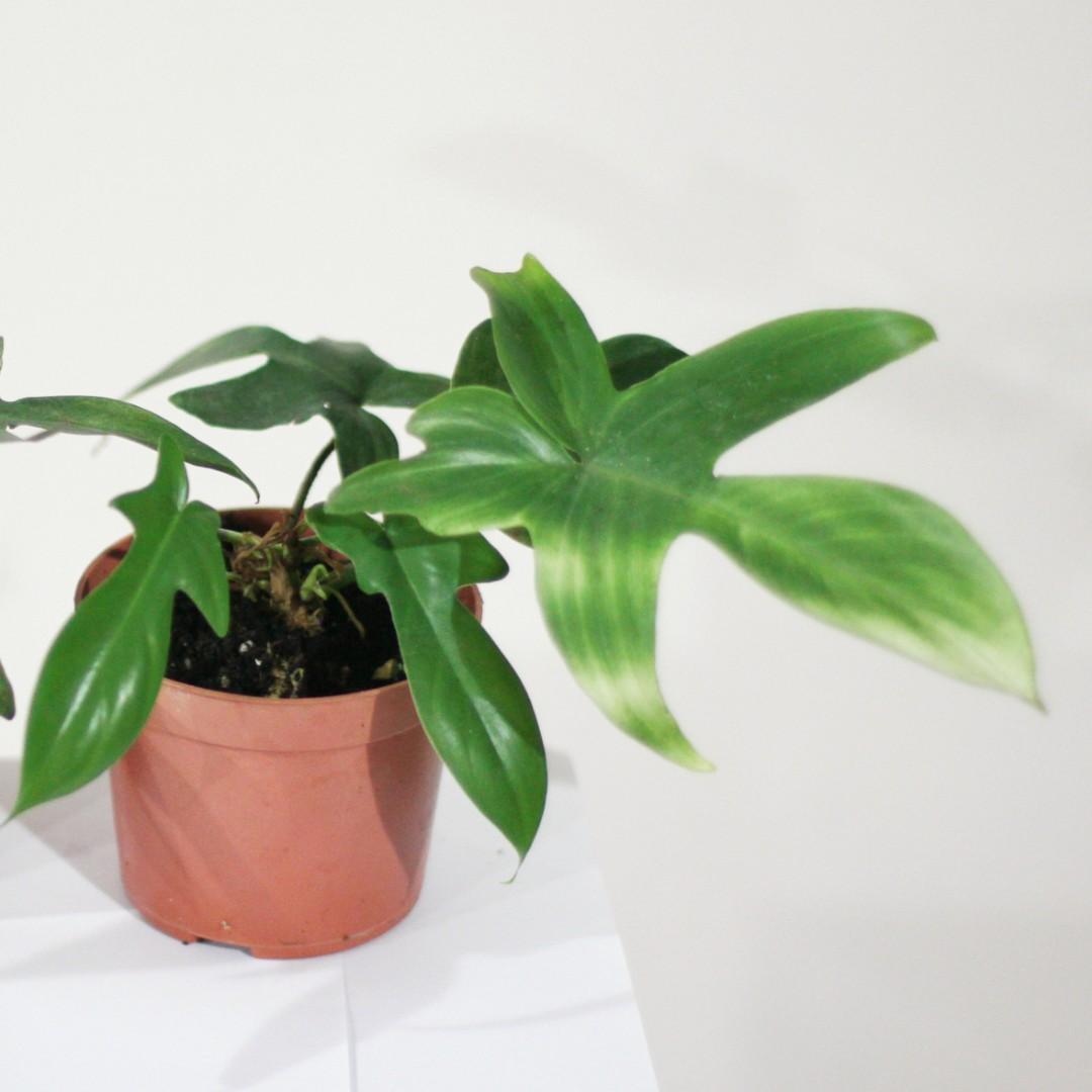 Philodendron Florida Ghost Furniture Home Living Gardening Plants Seeds On Carousell