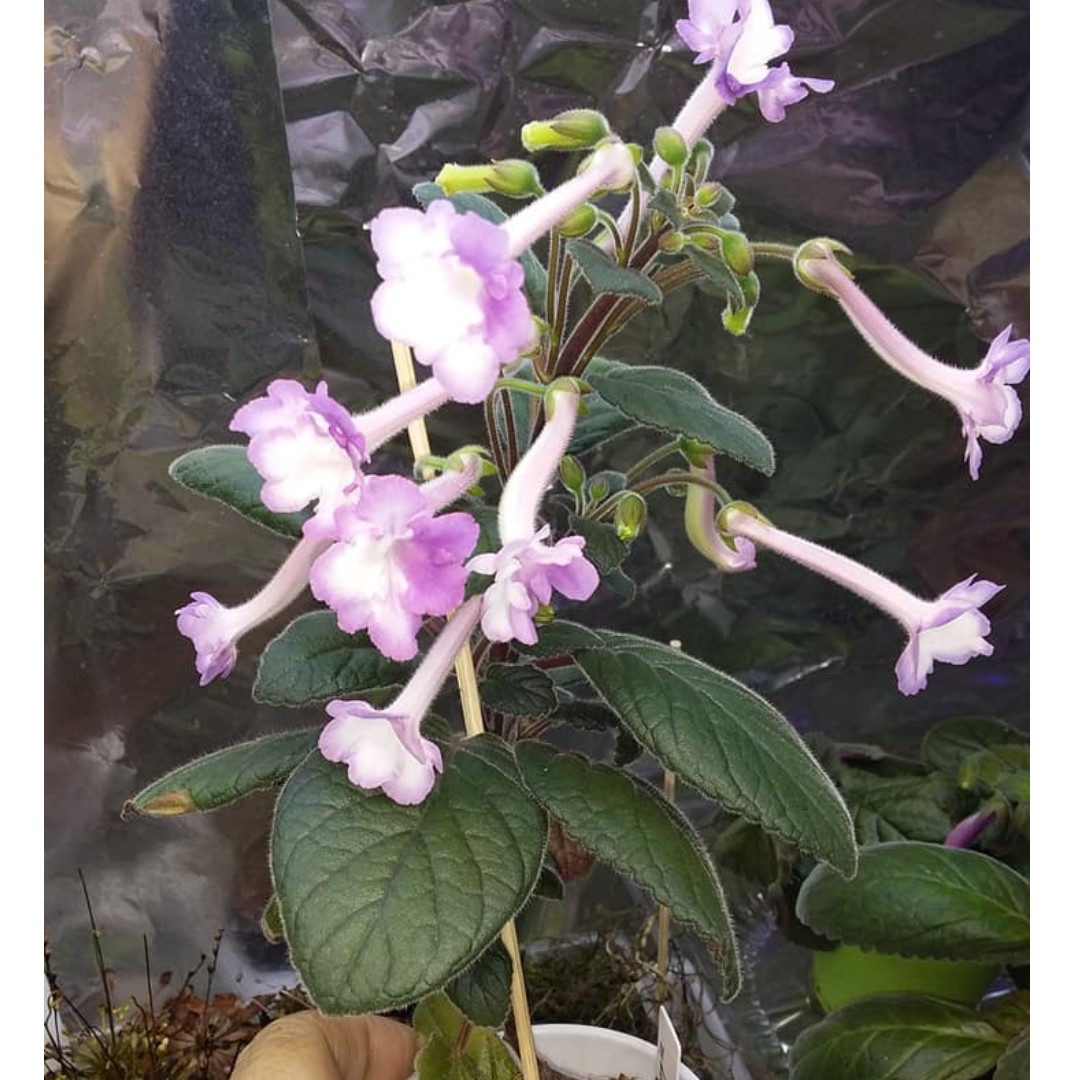 Sinningia Fu's purple manly with flower, Furniture & Home Living, Home