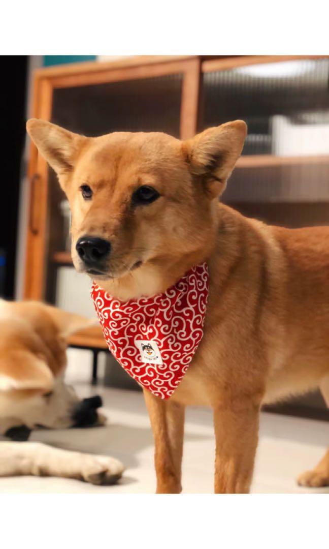 日式經典唐草纹柴犬大小型犬秋田犬三角巾頸圈领巾, 寵物用品, 寵物衣服