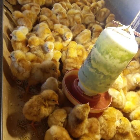 Bibit Ayam Petelur Pet Supplies Food On Carousell