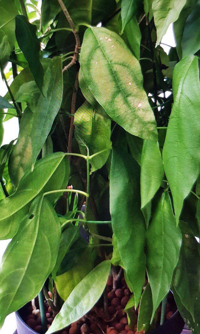 Cuttings Green Cincau Cyclea Barbata Daun  Cincau Hijau  