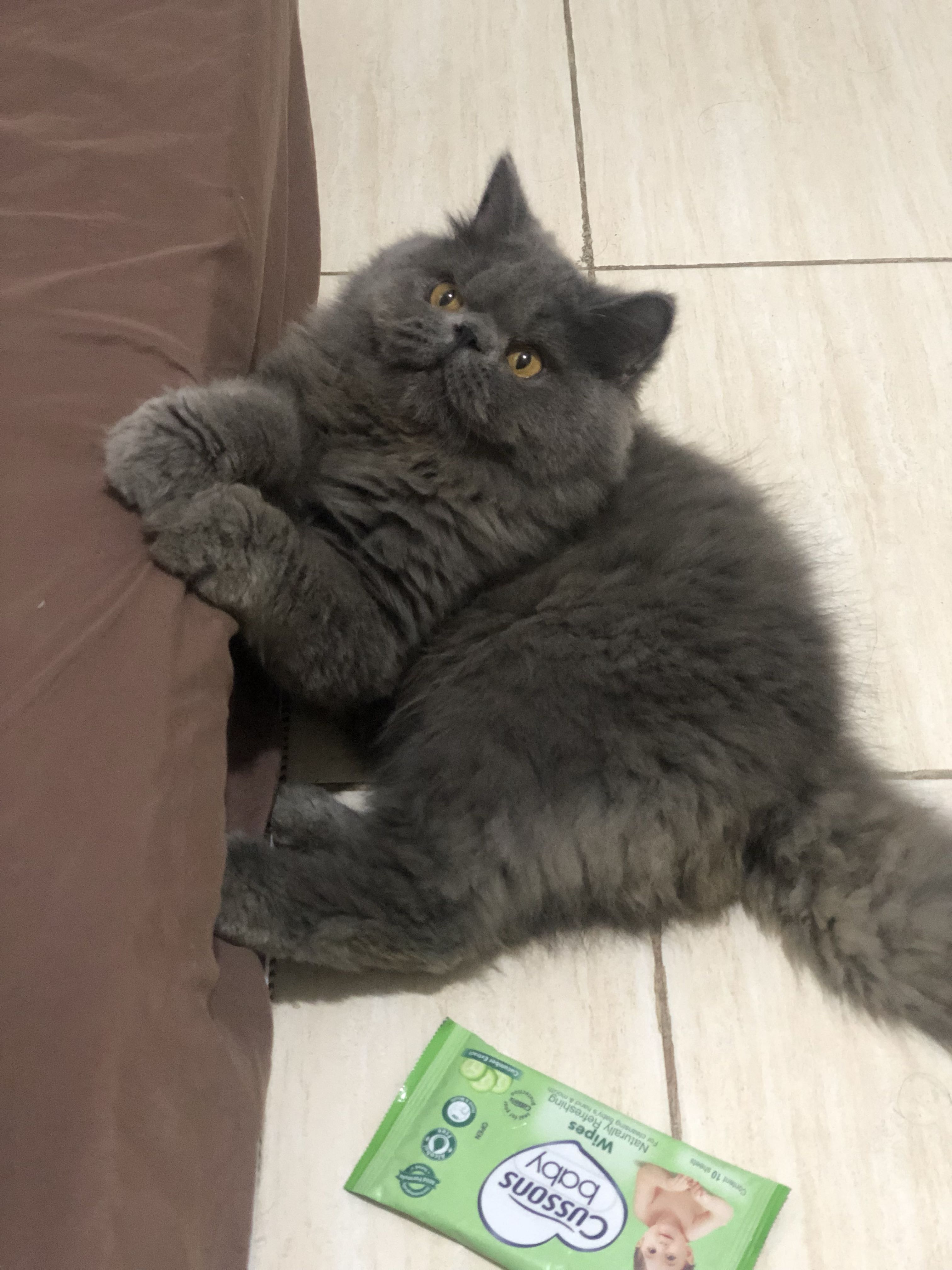 Persia Peaknose Jantan Pet Supplies Accessories On Carousell