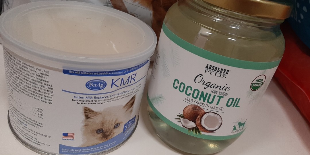 Kitten milk powder and cat coconut oil, Pet Supplies, Pet Food on Carousell