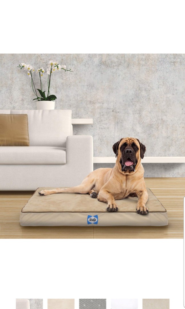 Sealy Ultra Plush Dog Bed Orthopedic Foam pet Bed with Machine Washable Plush Cover