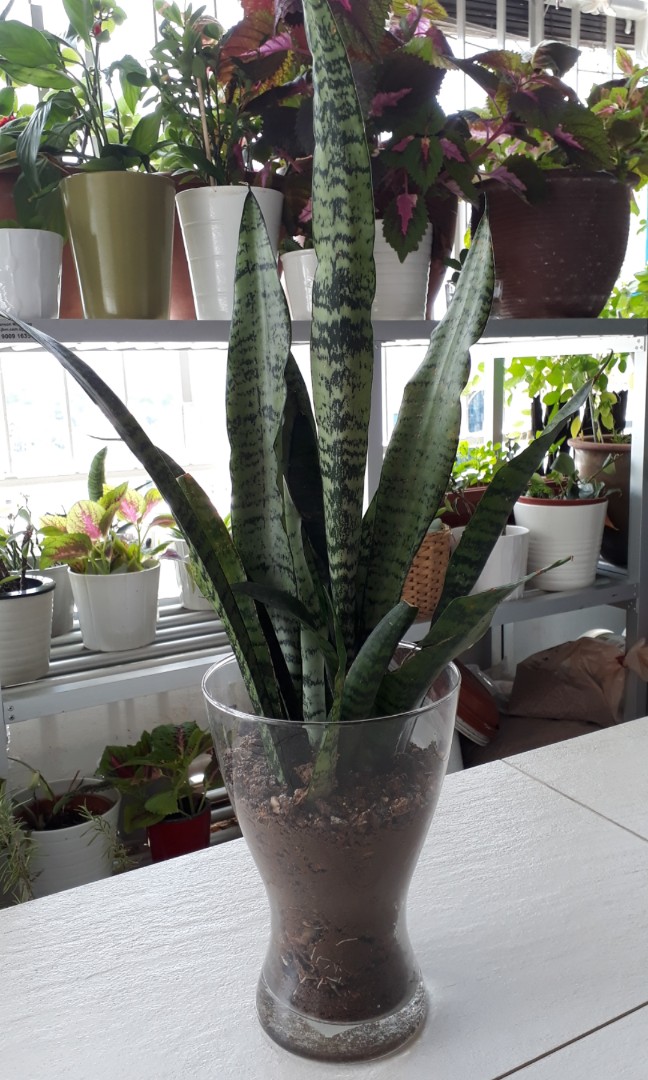 Sansevieria Snake Plant In Ikea Vase Gardening Plants On Carou