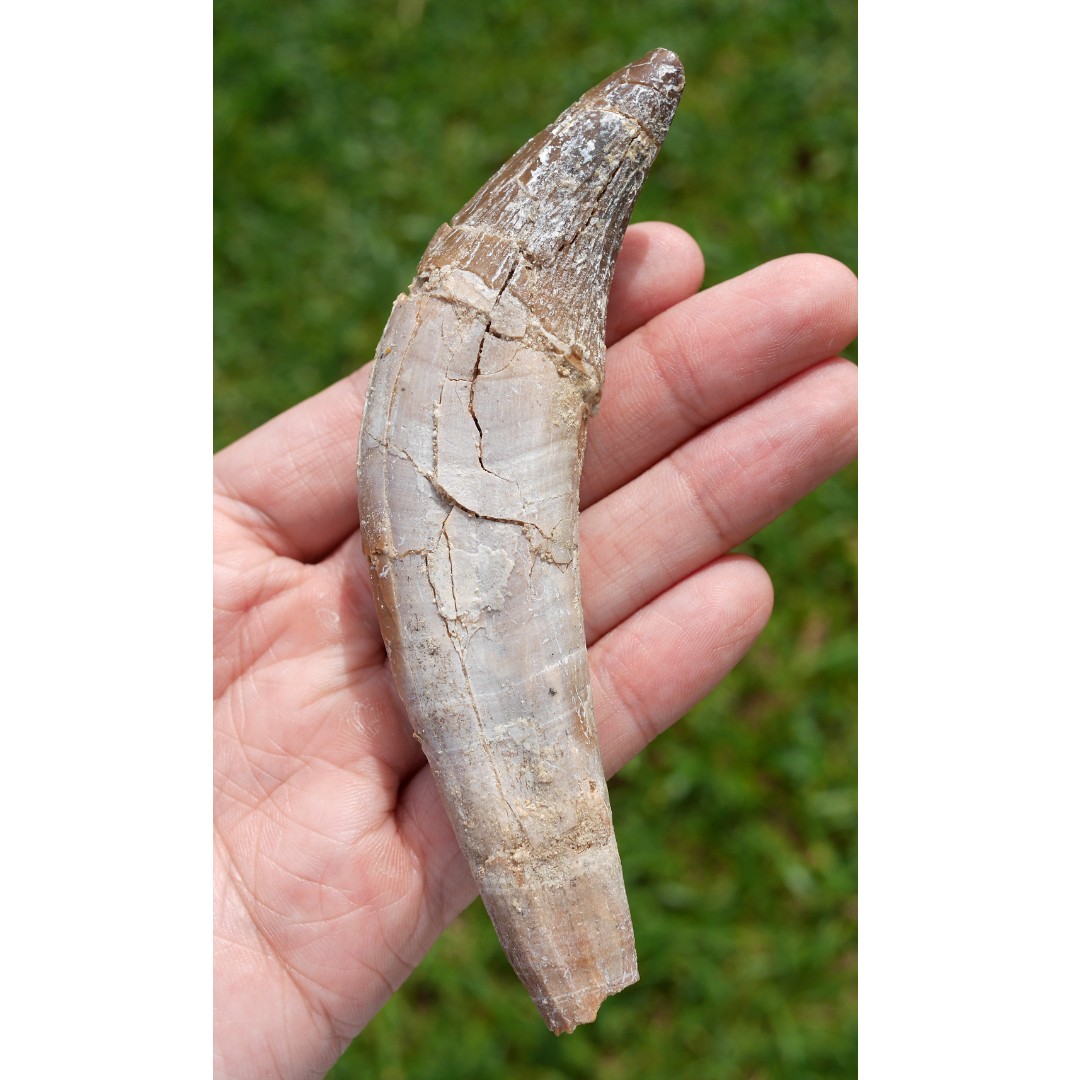 Basilosaurus Fossil Tooth Women S Fashion Jewelry Organisers Precious Stones On Carousell