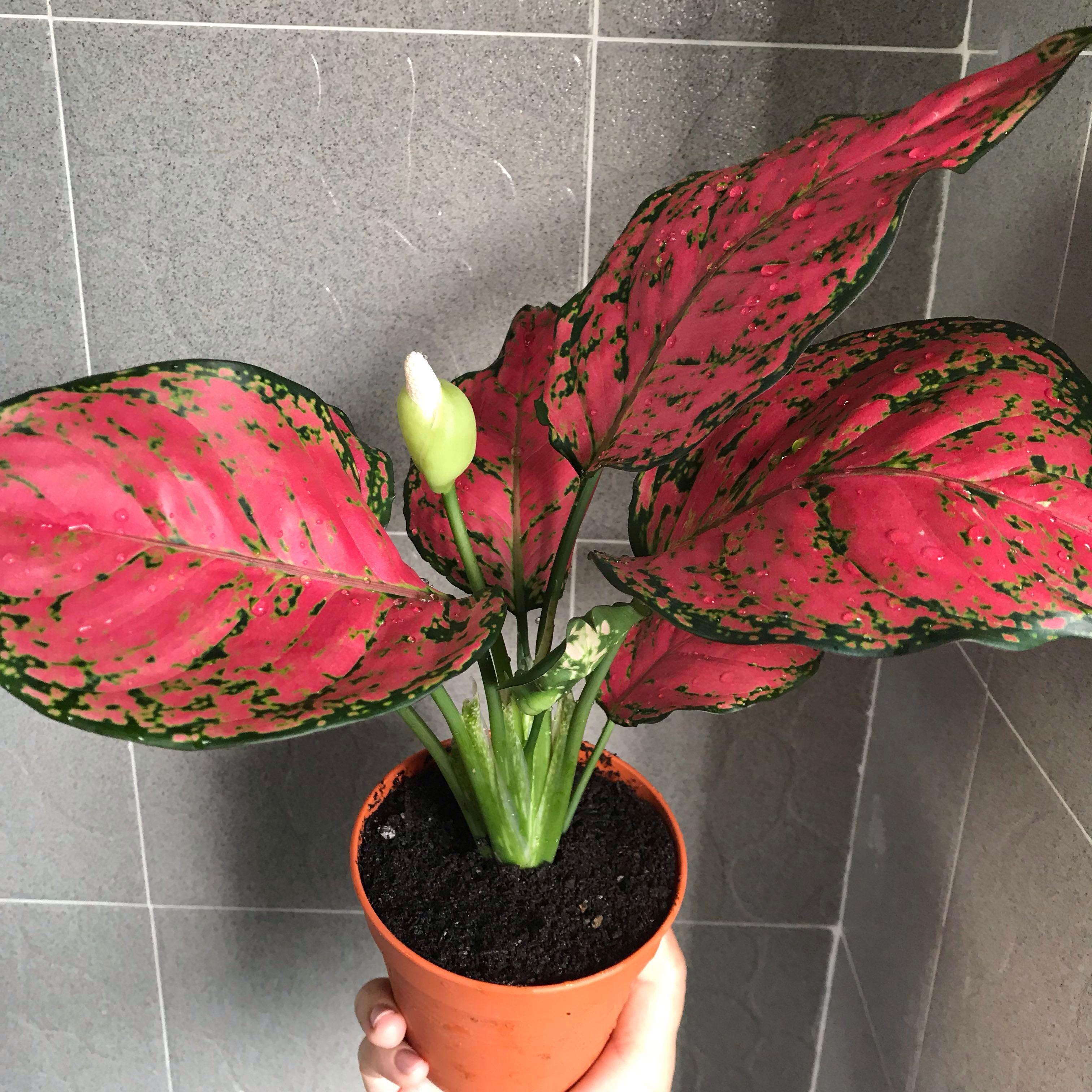 Red Plant Pots Indoor