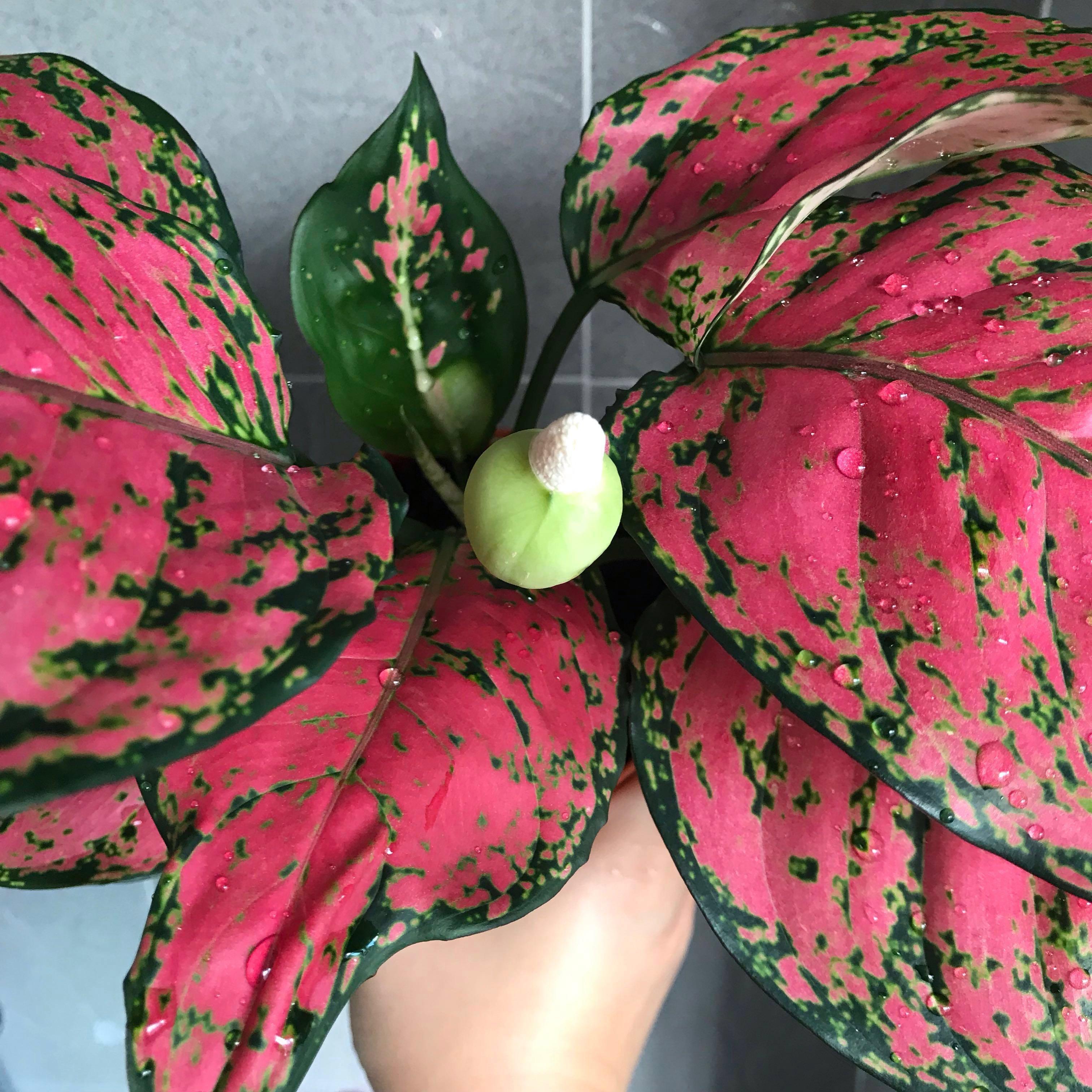  Aglaonema  Red Plant  indoor and outdoor Gardening 