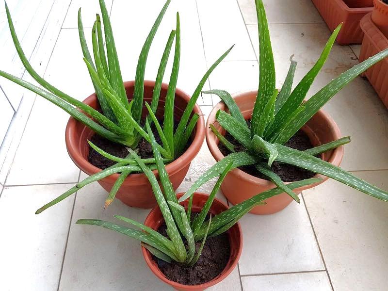 Aloe Vera Plant Gardening Plants On Carousell