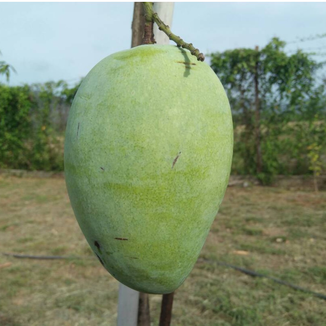 mangga harum manis perlis