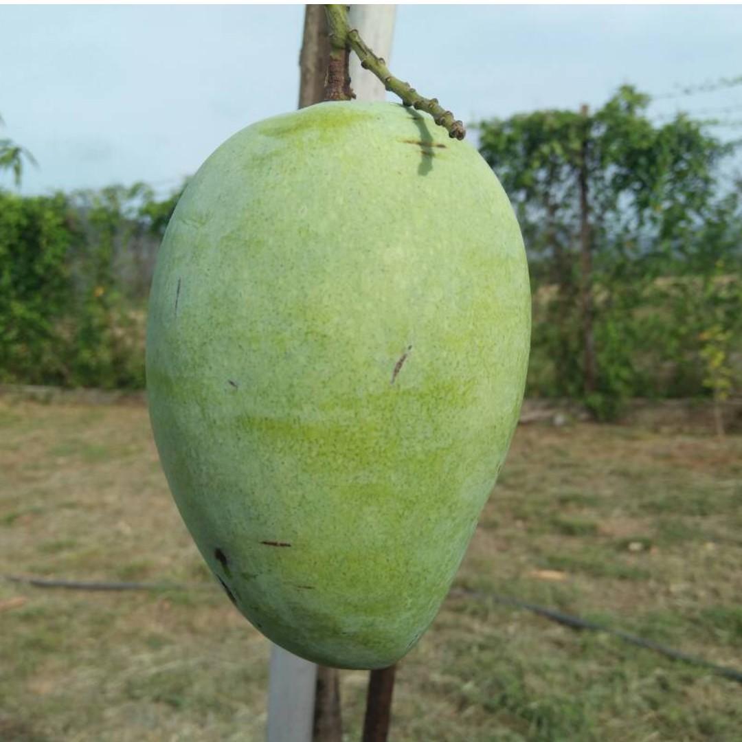 Buah Mangga Harum Manis Gred A Perlis Home Furniture Gardening On Carousell