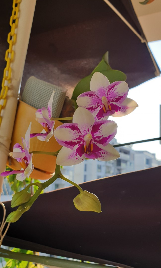 Species Orchid P Jiaho Summer Love Hydroponic Gardening