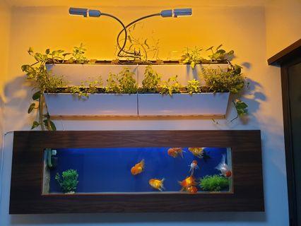aquaponics tilapia per gallon - aquaponic