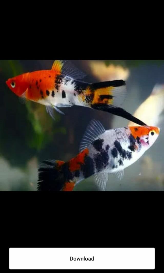 Unduh 460 Koleksi Download Gambar Ikan Air Tawar Hd Terbaik