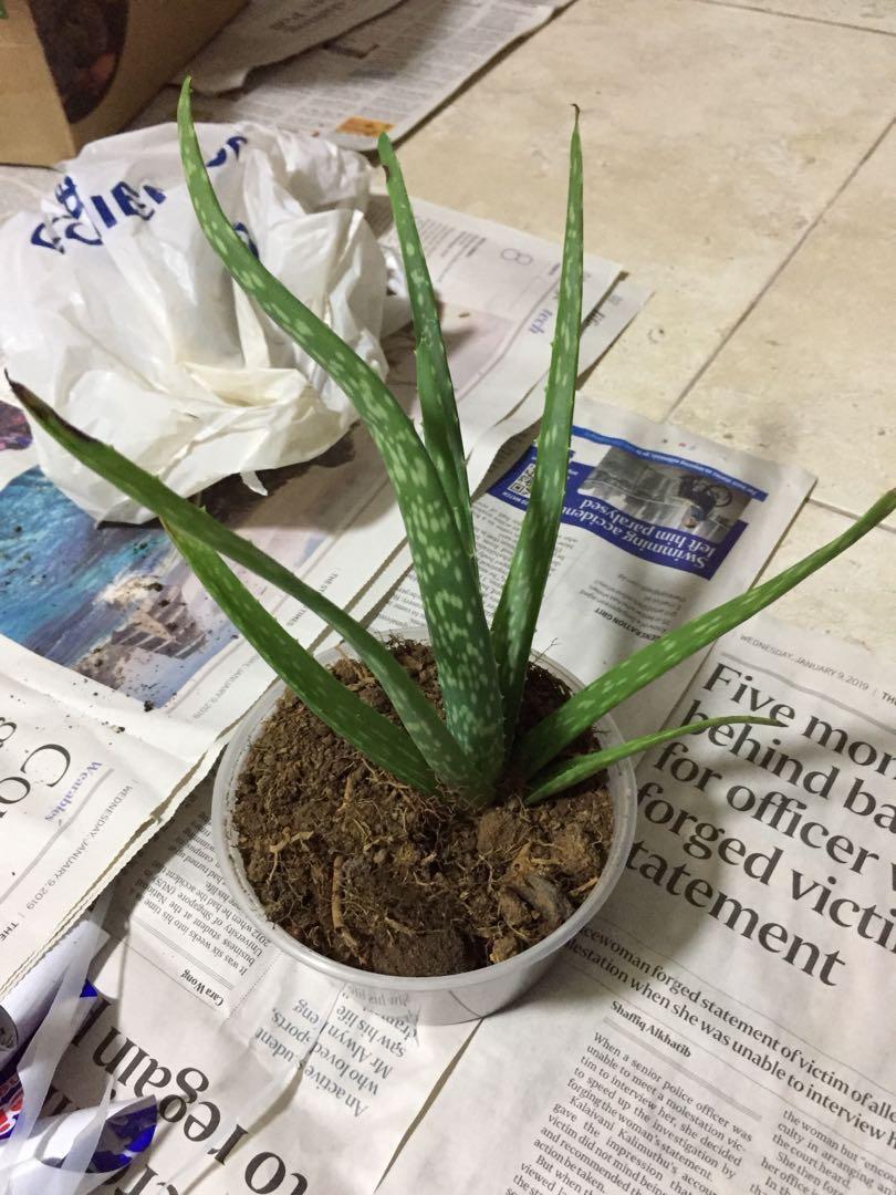 Edible Aloe Vera Plant Gardening Plants On Carousell