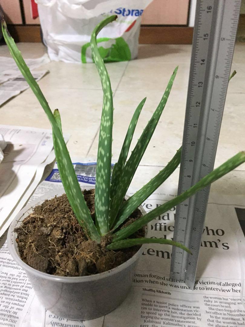 Edible Aloe Vera Plant Gardening Plants On Carousell
