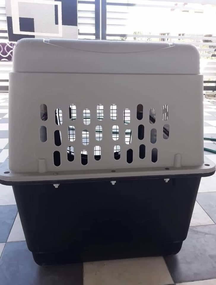 Grreat choice store dog carrier