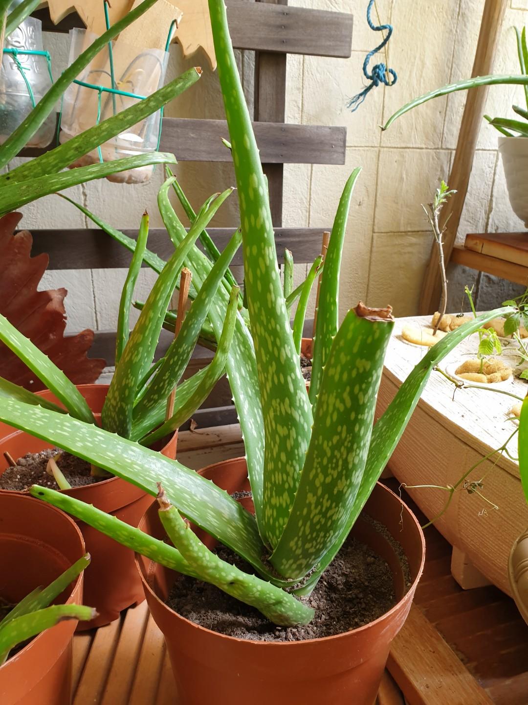 Aloe Vera Plant Gardening Plants On Carousell