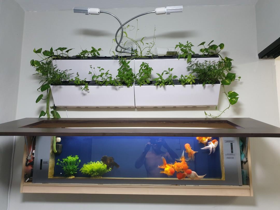 Custom Wall Mounted Aquaponics Fish Tank Pet Supplies For Fish