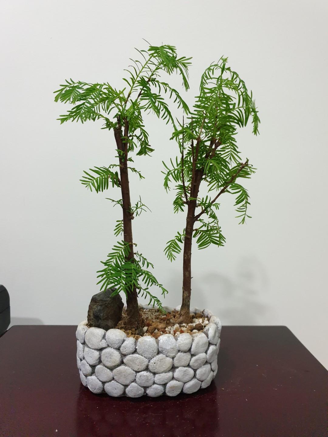 Dawn Redwood Bonsai Species Plant (R10) #EndgameYourExcess ...