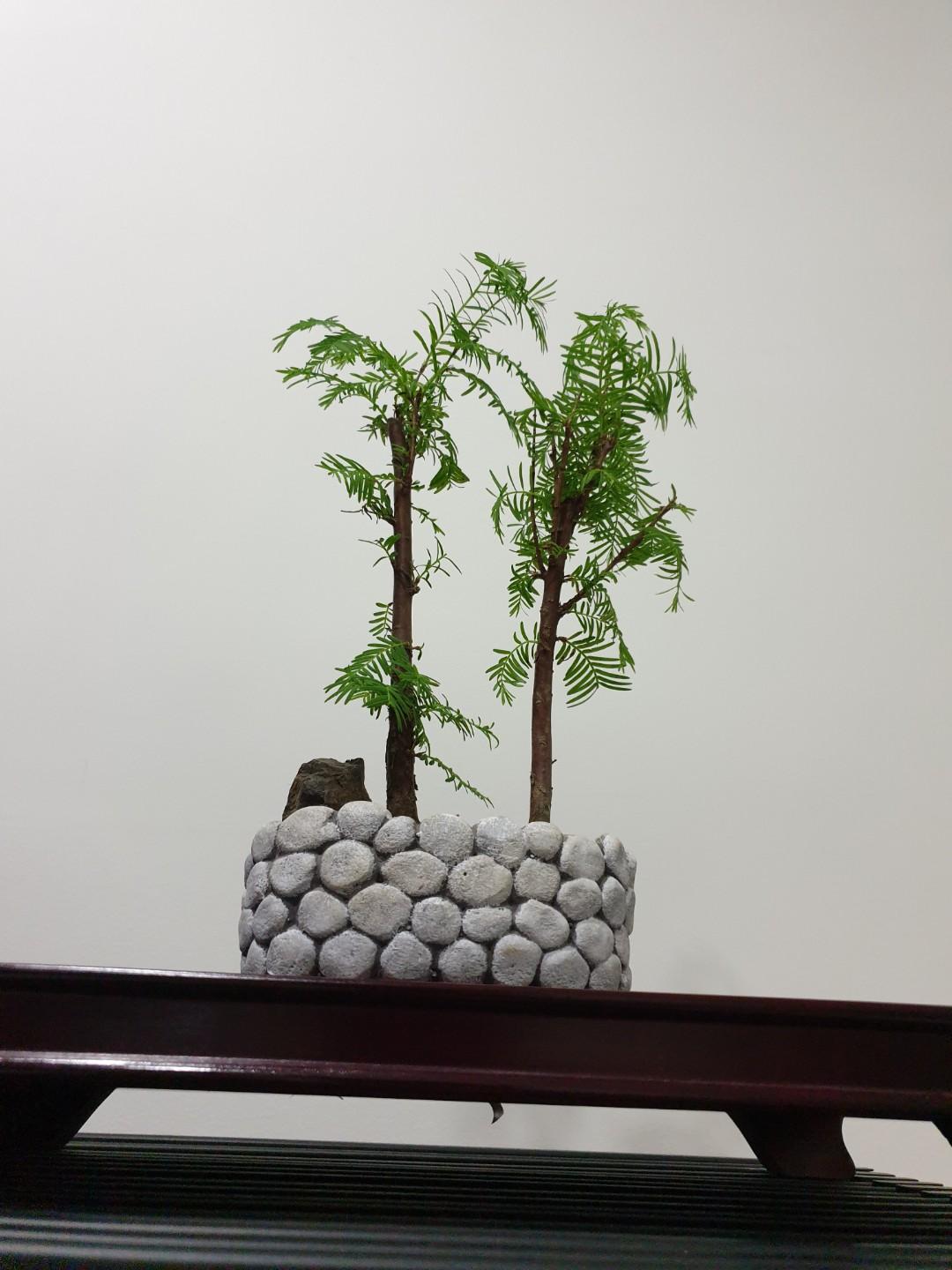 Dawn Redwood Bonsai Species Plant (R10) #EndgameYourExcess ...