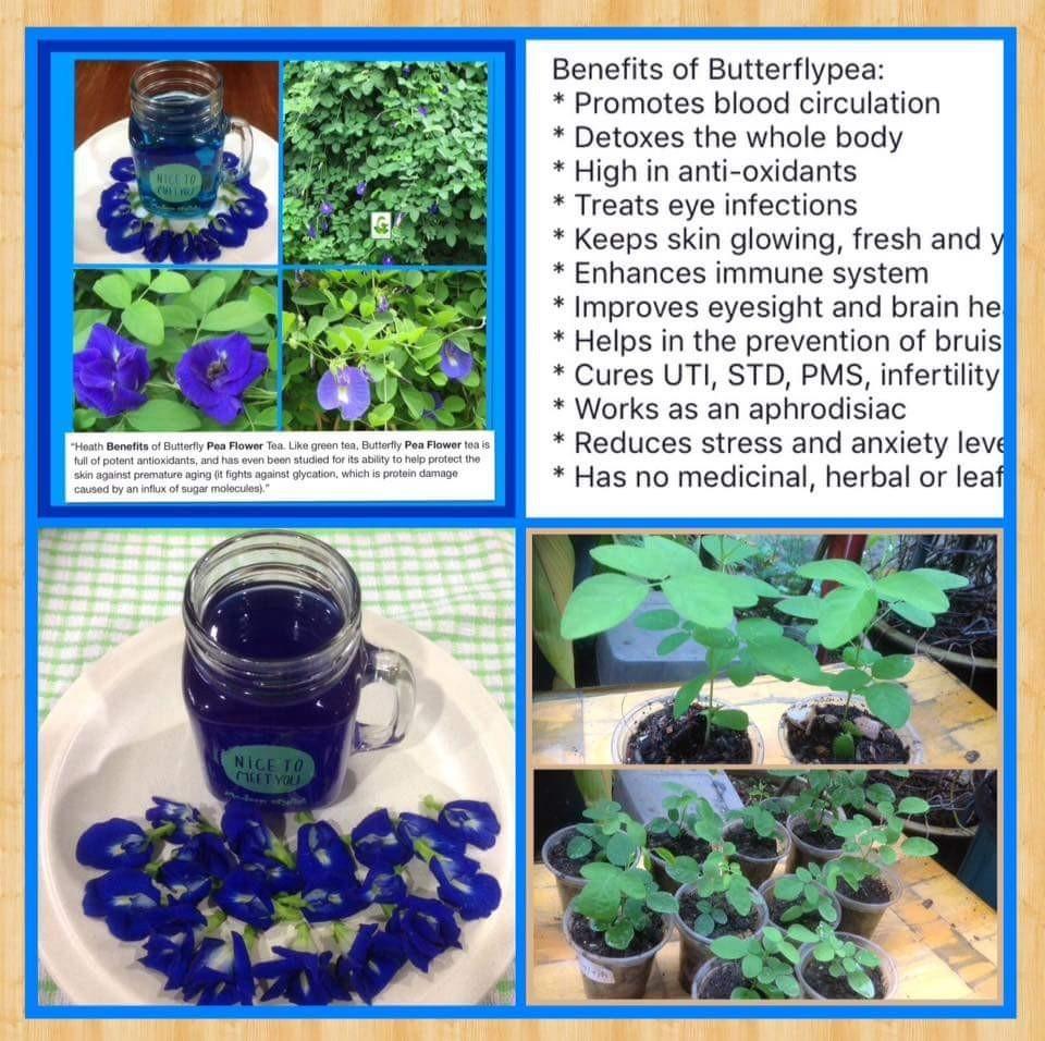 Butterfly Pea Flower Seeds, Furniture & Home Living, Gardening, Plants