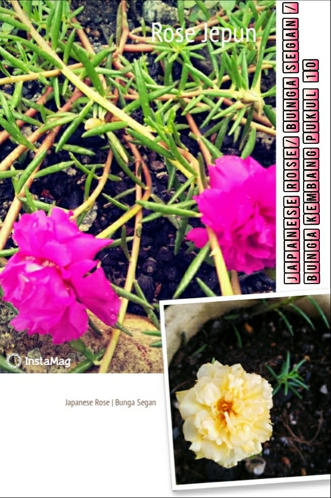 Pokok Japanese Rose Bunga Segan Bunga Kembang Pukul 10 Home Furniture Gardening On Carousell