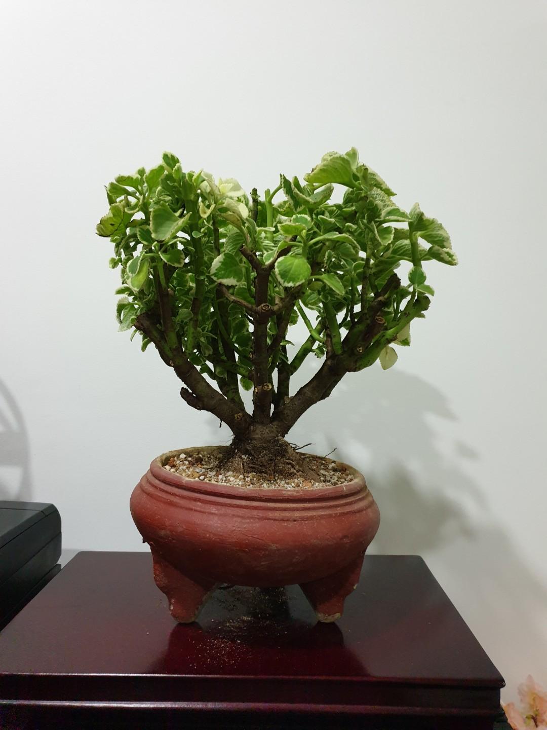 Mexican Mint Bonsai Plant (K3) #EndgameYourExcess, Gardening, Plants on Carousell Mexican Mint Bonsai Plant (K3) #EndgameYourExcess, Gardening, Plants on Carousell