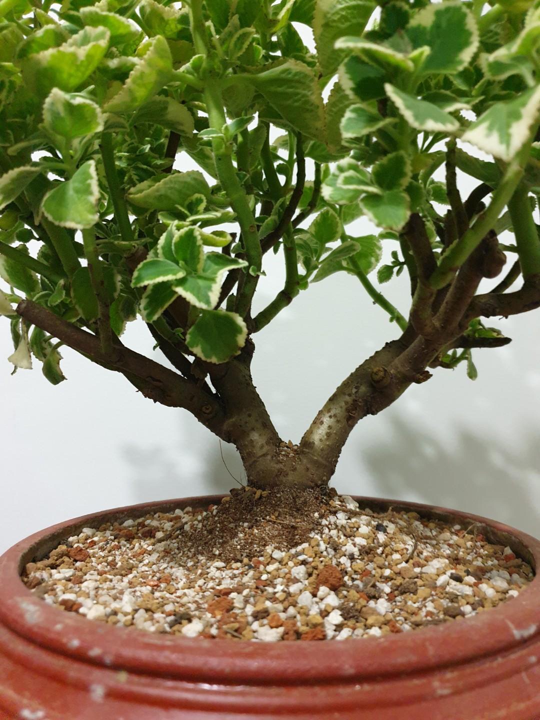 Mexican Mint Bonsai Plant (K5) #EndgameYourExcess, Gardening, Plants on Carousell Mexican Mint Bonsai Plant (K5) #EndgameYourExcess, Gardening, Plants on Carousell