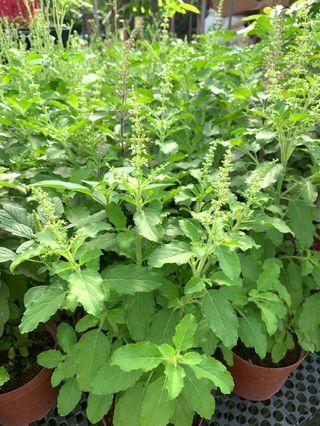 durian (hong xia) plant