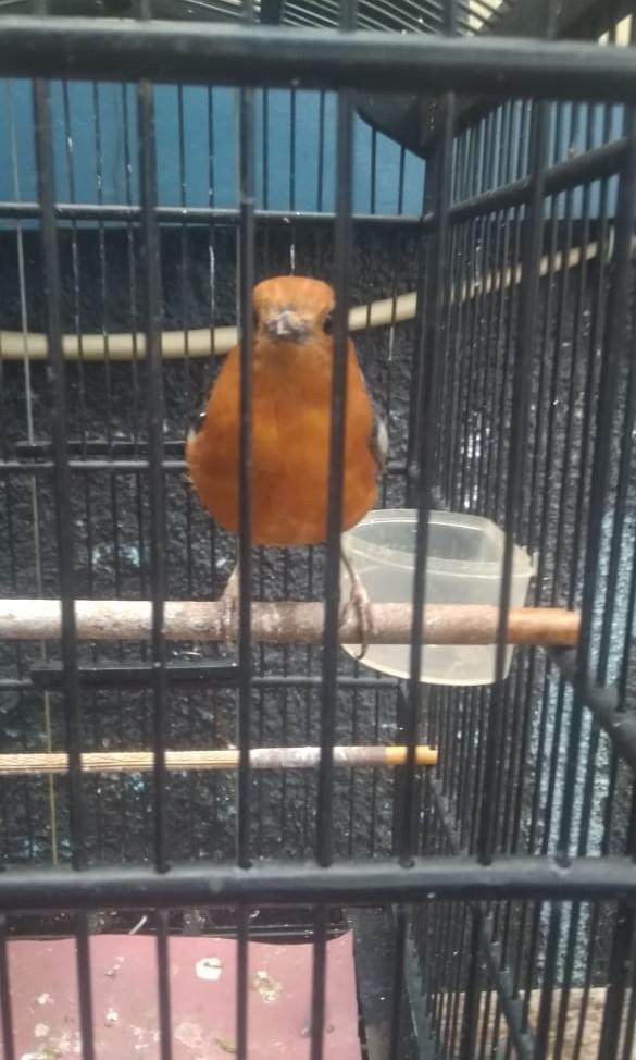 Burung Anis Bahan Pet Supplies Accessories On Carousell