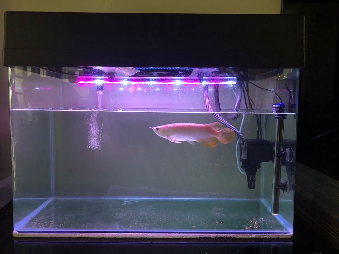 Arowana tank decoration outlet