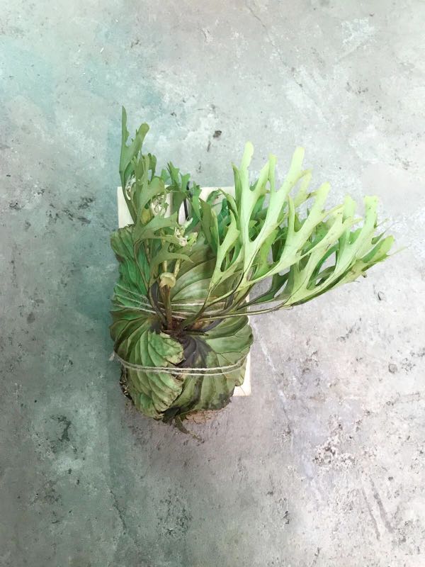 Staghorn Fern Platycerium Ridleyi Gardening Plants On Carousell