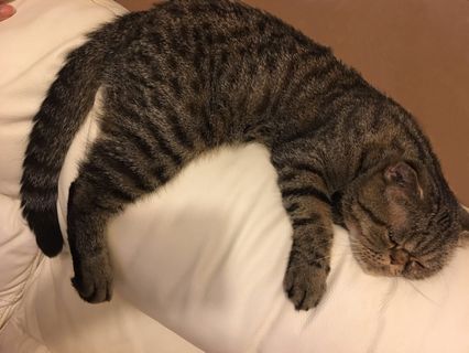 （分類：）位於 。 由 yan_yeung16 提交（商品編號 179567553，圖片 1）。簡介： 。
