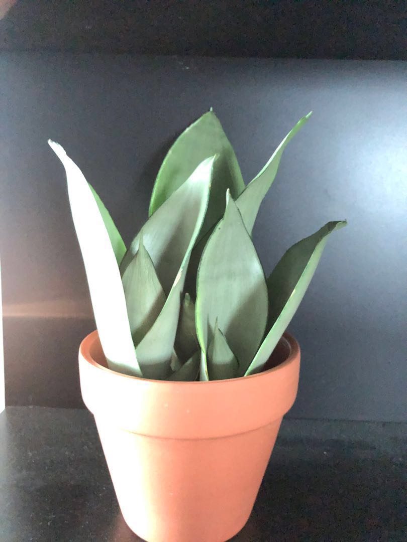 Rare Sansevieria Moonshine Silver Snake Plant Furniture Home Living Gardening Plants Seeds On Carousell