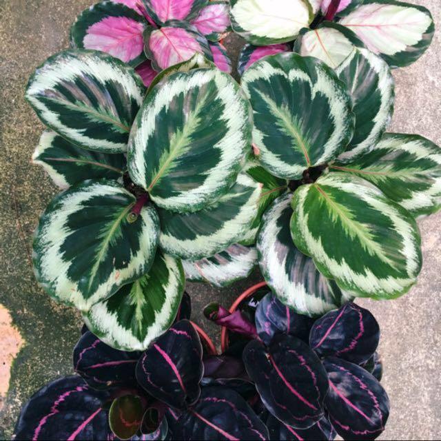 Rose Painted Prayer Plant (Calathea Rosea Picta ...