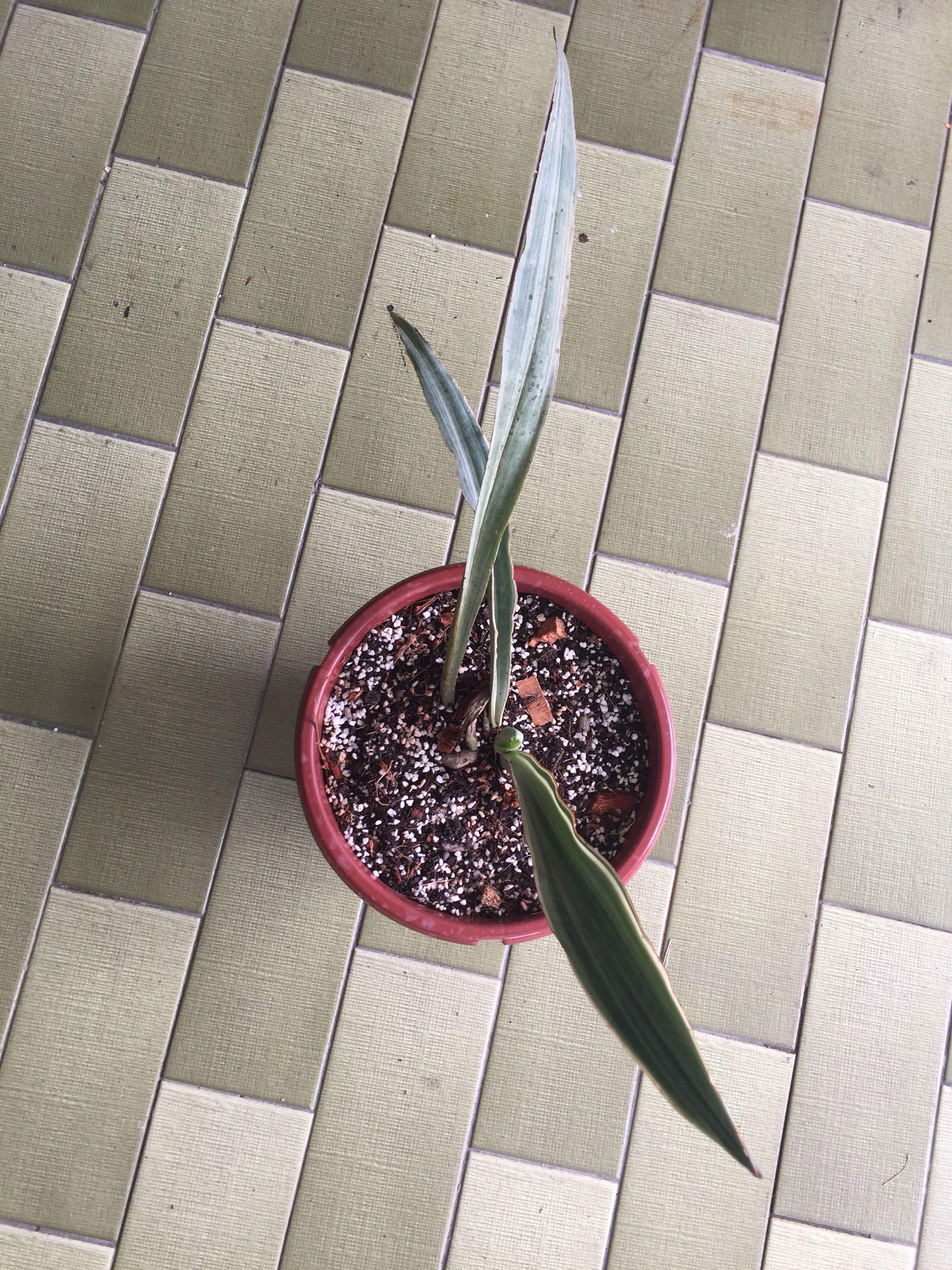Sansevieria Siam Silver snake plant mother in law tongue ...